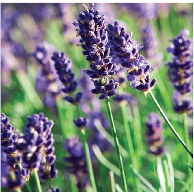 Luna-Leena 2x (set) geur-lavendel zakjes, Nederlandse huisjes - handgemaakt in Nepal